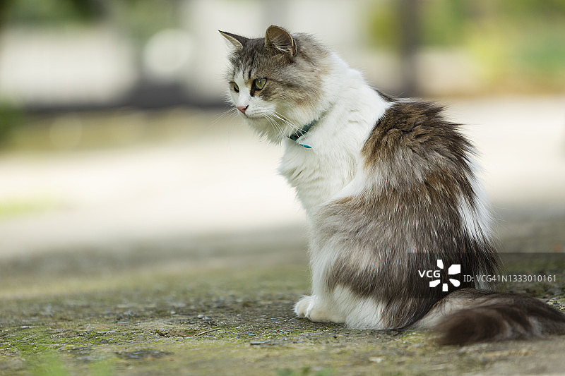 在户外行走的西伯利亚猫肖像图片素材