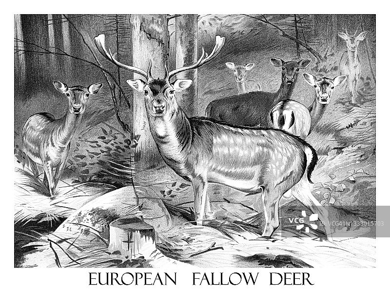 欧洲小鹿或普通小鹿（Dama dama）的古老雕刻插图图片素材