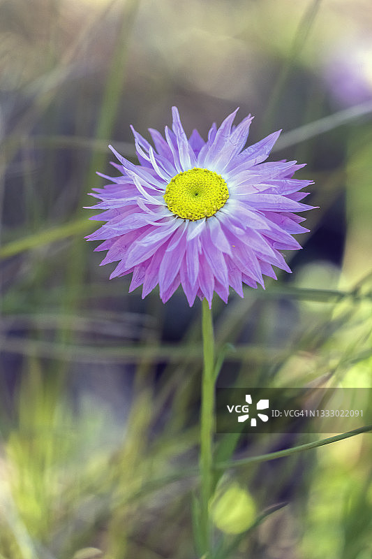 西澳大利亚珀斯本地雏菊或纸雏菊图片素材