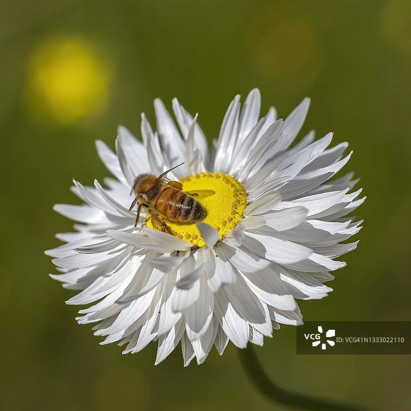 西澳大利亚珀斯本地雏菊或纸雏菊图片素材