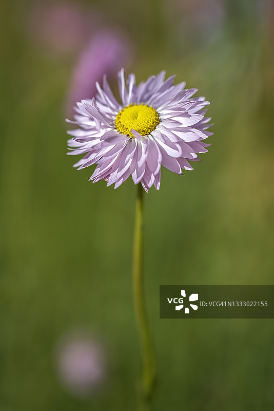 西澳大利亚珀斯本地雏菊或纸雏菊图片素材