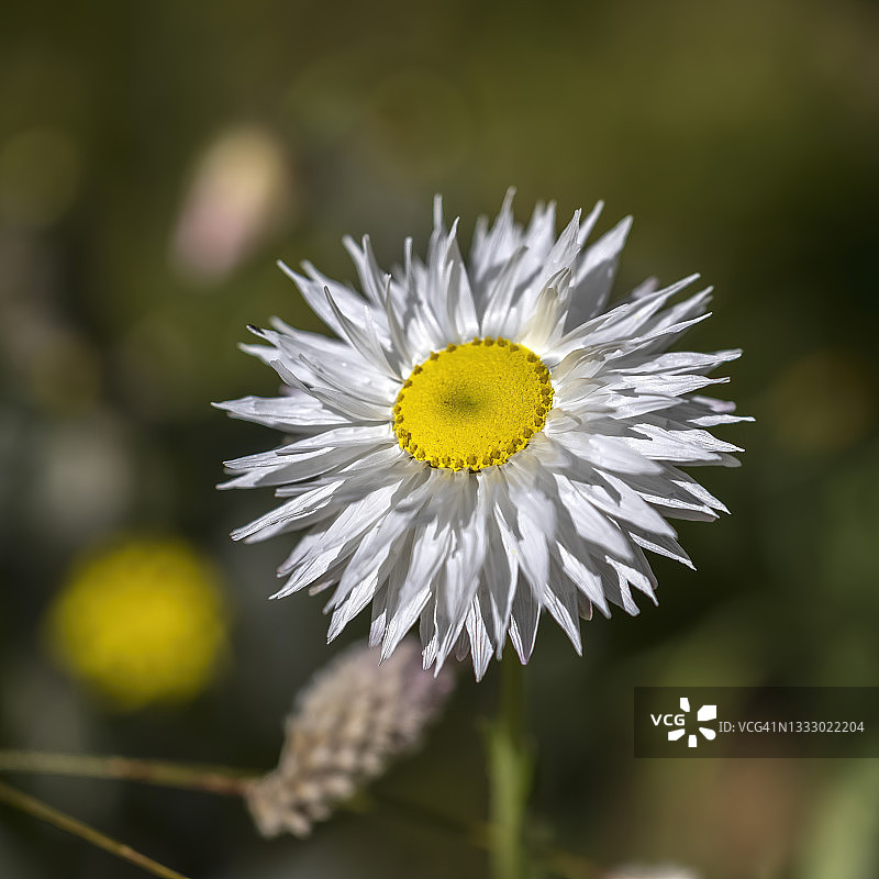 西澳大利亚珀斯本地雏菊或纸雏菊图片素材