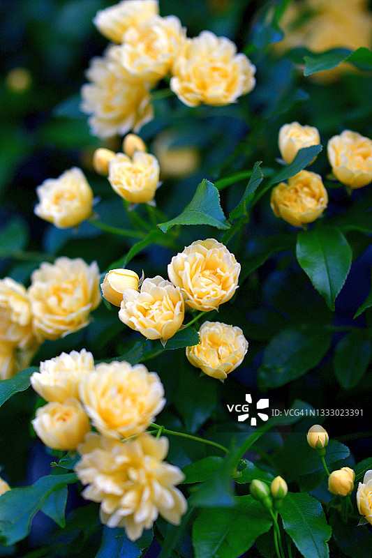 木香花图片素材