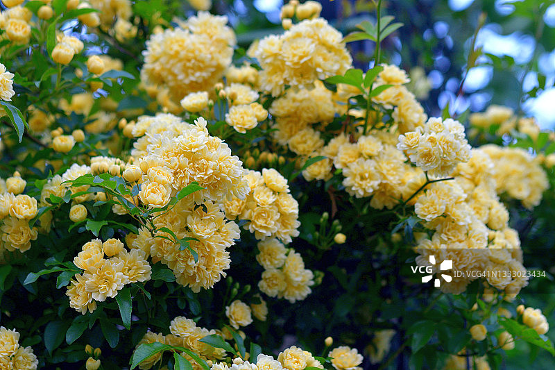 木香花图片素材