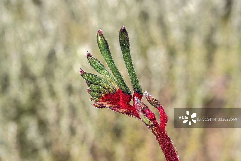 袋鼠爪花，澳大利亚西部图片素材