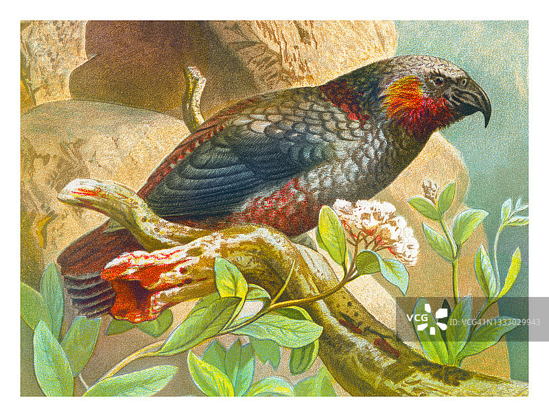 新西兰卡卡鹦鹉古版画插图图片素材