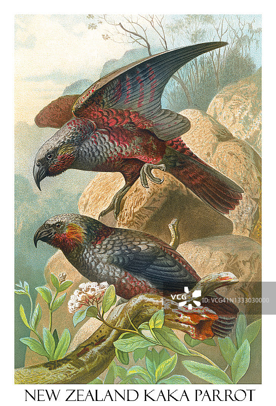 新西兰卡卡鹦鹉古版画插图图片素材