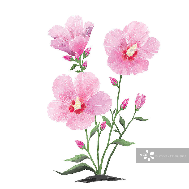 洛神花，插画图片素材