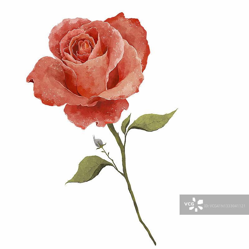 玫瑰插画图片素材