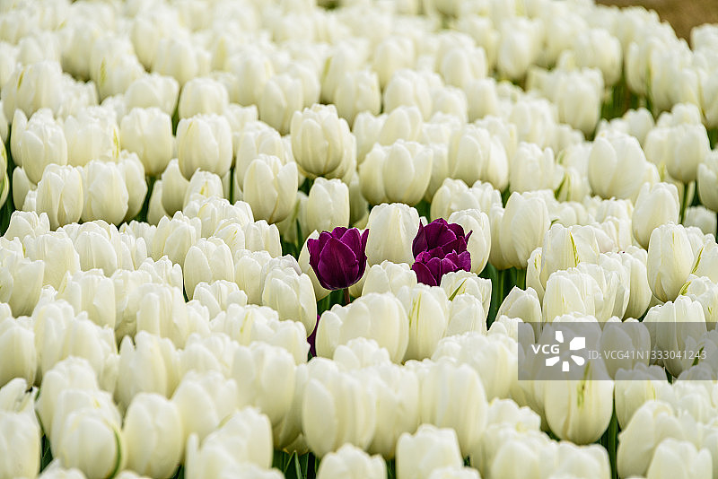 郁金香图片素材