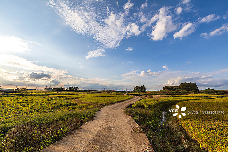 韩国平泽稻田秋景图片素材