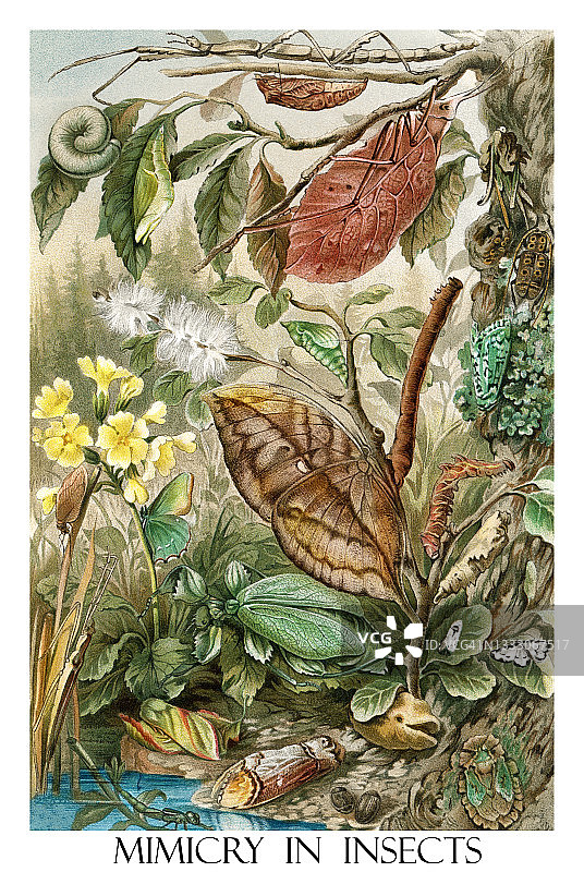 奇异现象：昆虫拟态复古彩色石印图片素材