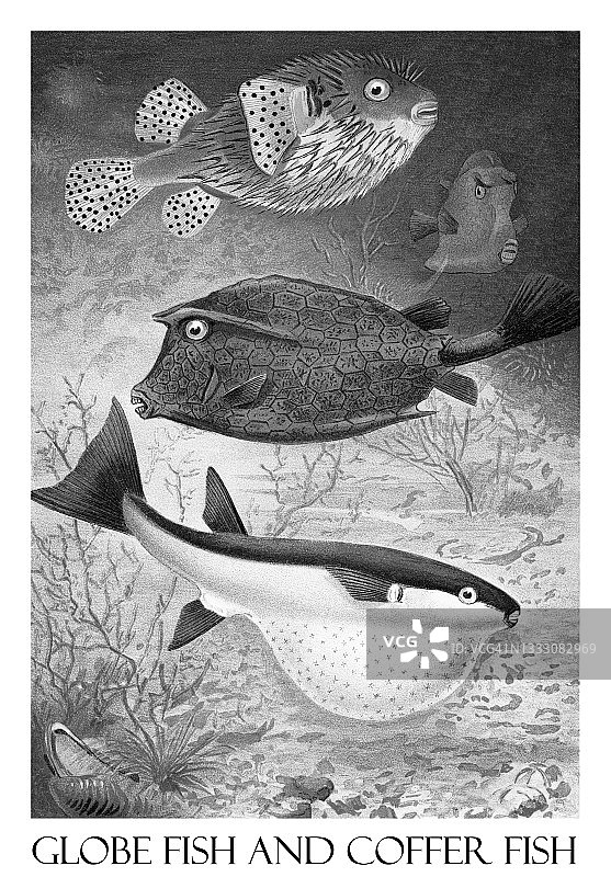 老式石版画鱼类插图：河豚与箱鲀图片素材