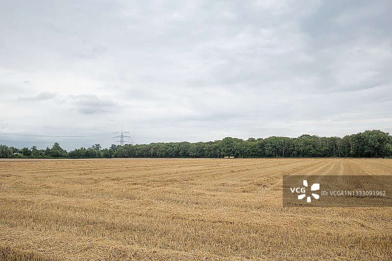户外阳光明媚的景色：金色麦穗和大麦田图片素材