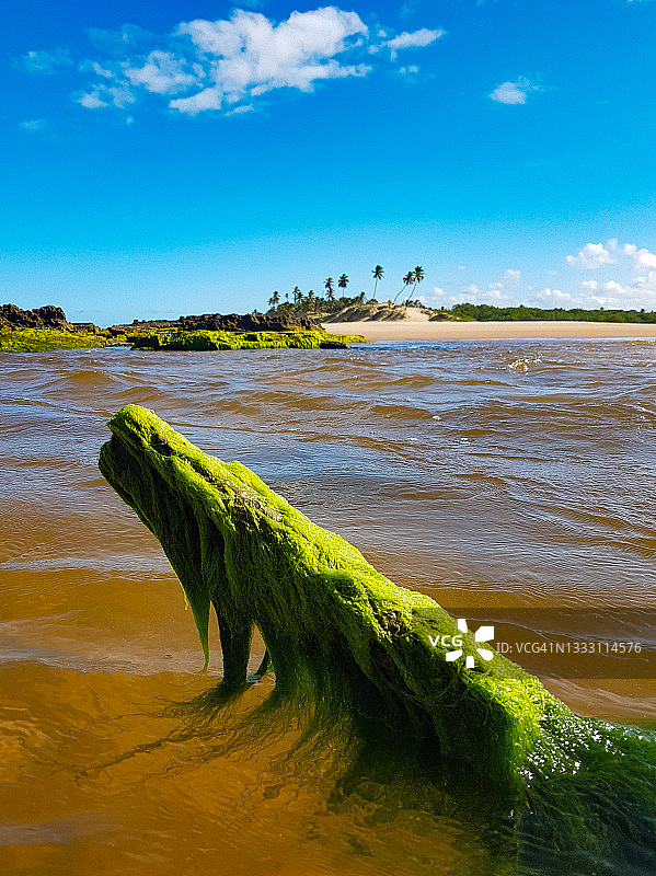 长满苔藓的树干图片素材