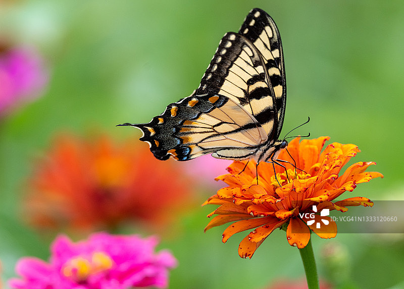 凤蝶与百日草图片素材