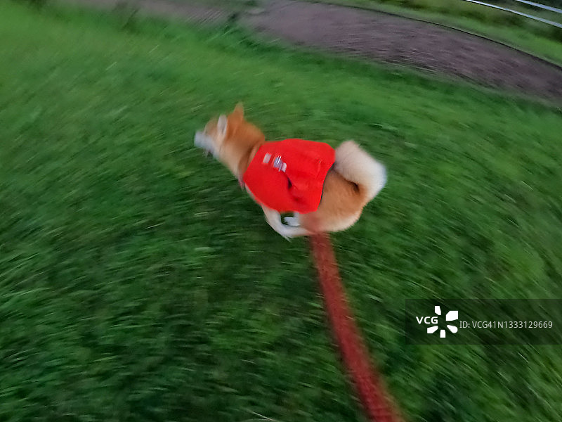 奔跑的柴犬图片素材