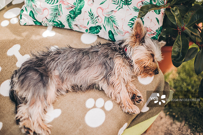 熟睡的约克夏㹴犬图片素材
