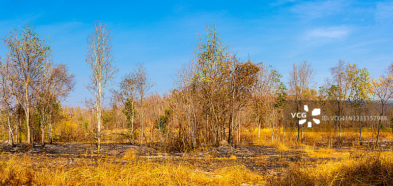 全球气候变暖、干旱森林、干燥土壤、森林火灾中开裂的枯树影响世界图片素材