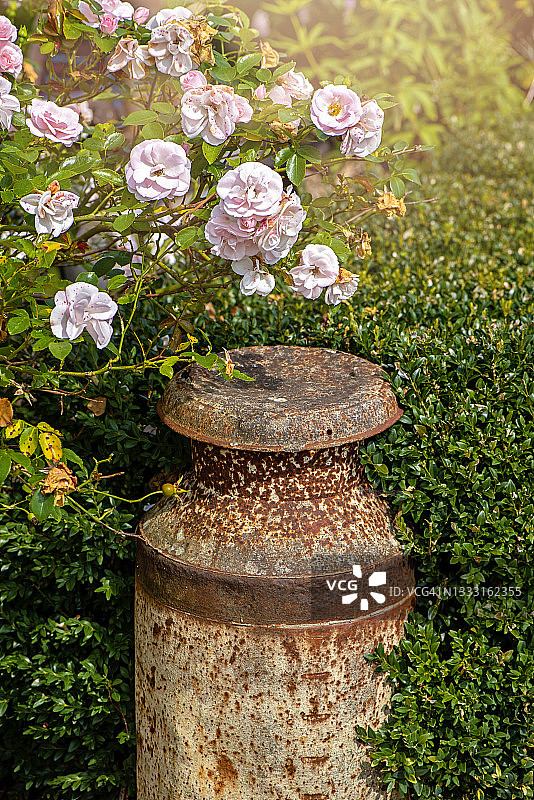 一个生锈的复古牛奶桶被用作花园装饰，上面有夏季蔓生玫瑰图片素材