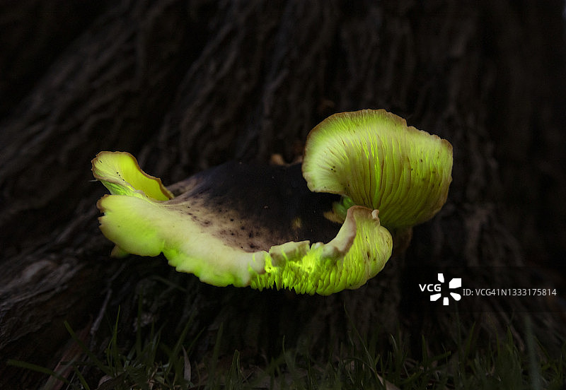 发光真菌图片素材