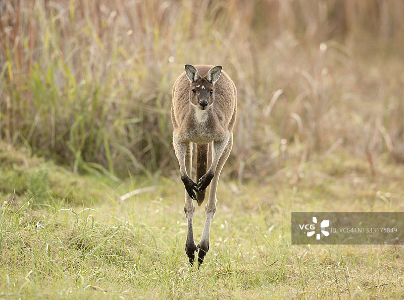 跳跃的袋鼠图片素材
