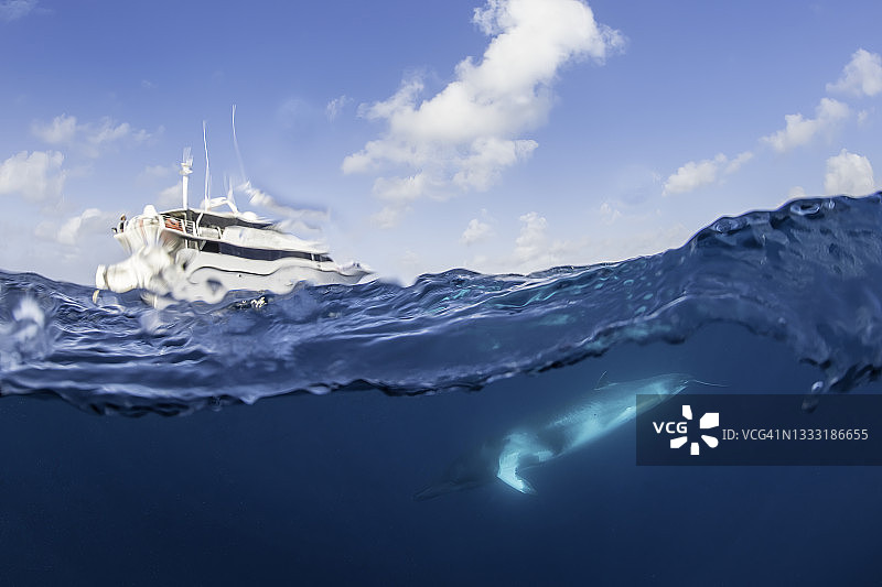 大堡礁小须鲸和潜水船的上下分割景观图片素材