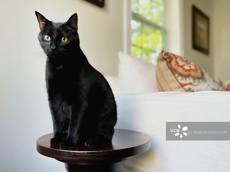 黑猫坐在边桌上图片素材