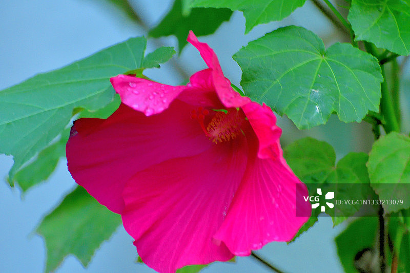 重瓣木槿图片素材