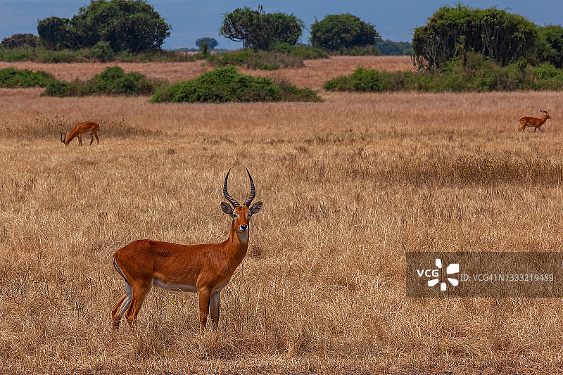 乌干达伊丽莎白女王国家公园的乌干达 Kob图片素材