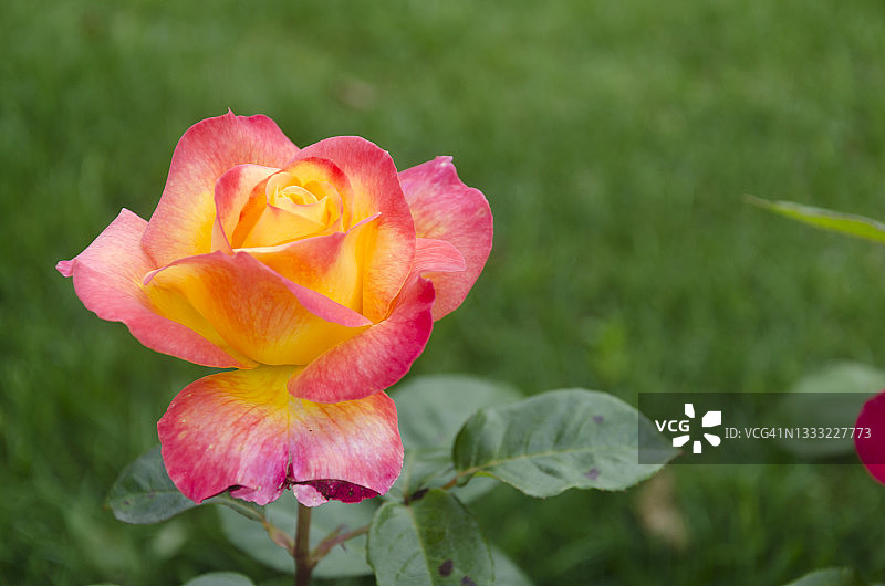 花园中盛开的普尔曼东方快车玫瑰图片素材