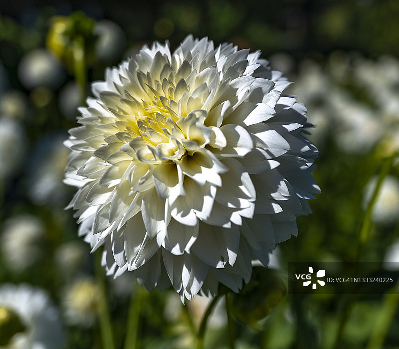白色大丽花图片素材