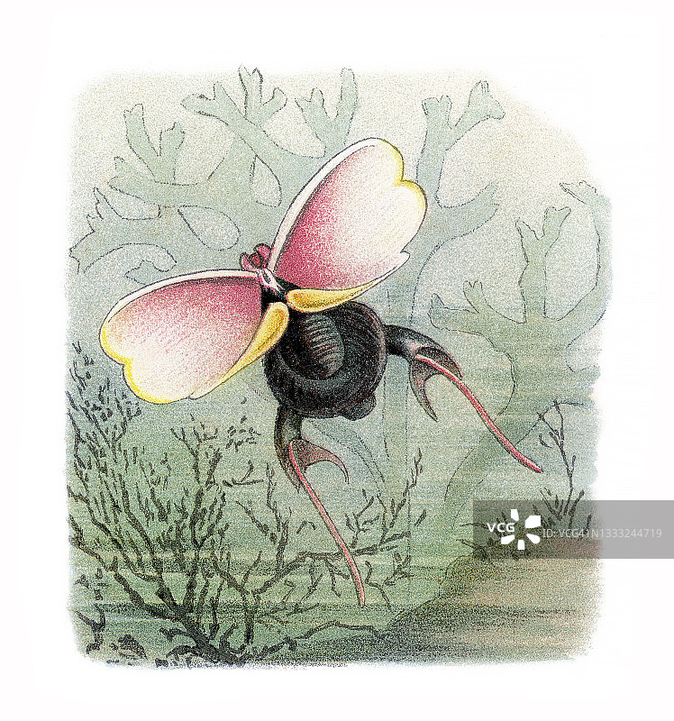 三齿海螺的老式彩色石印插图图片素材