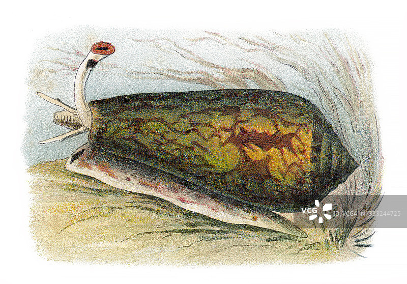 古老彩色石印插图：芋螺图片素材