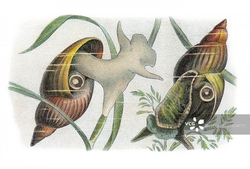 静止池塘蜗牛（Limnaeus stagnalis）的古老彩 lithograph 插图图片素材
