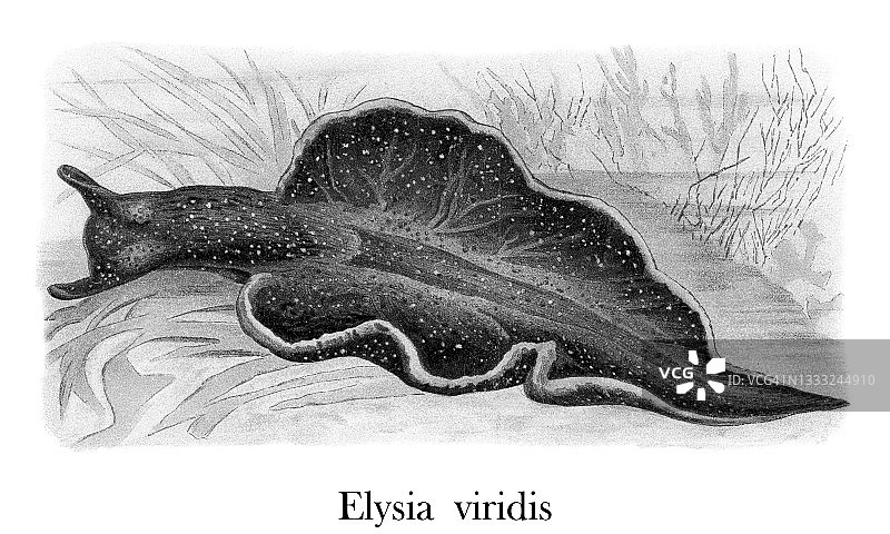 老式彩色石印插图：吸汁海蛞蝓图片素材