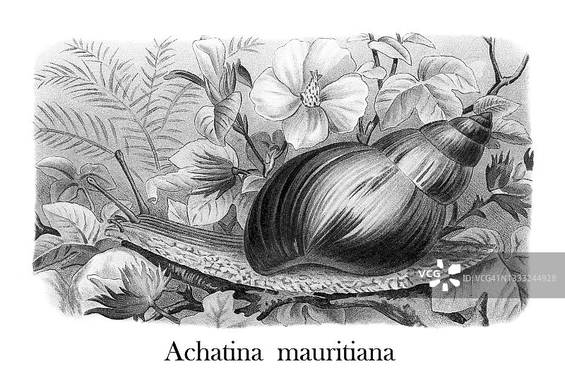 老式彩色石印插图：非洲大蜗牛图片素材