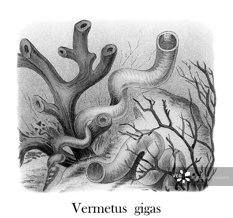 古老的彩色石印插图：虫孔贝图片素材