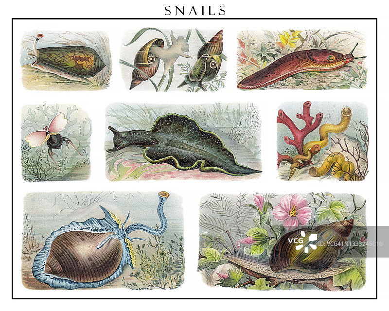蜗牛的彩色石印插图图片素材