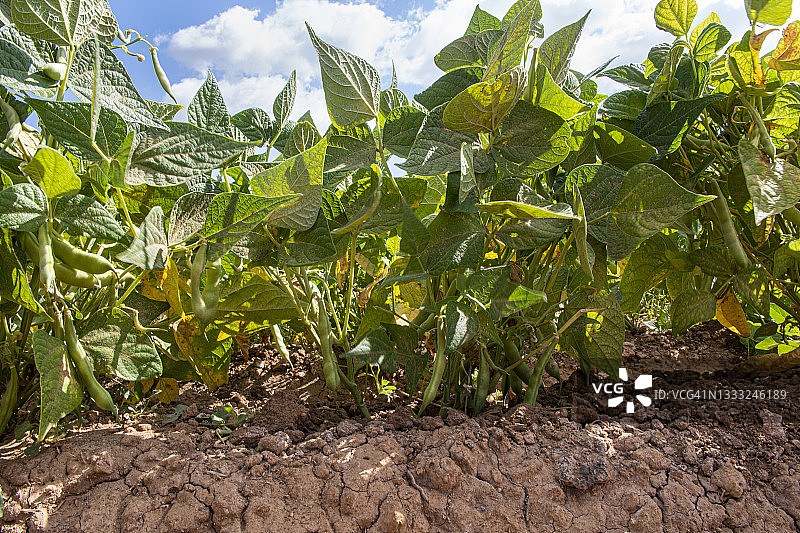 植物中的青豆——夏日景象图片素材