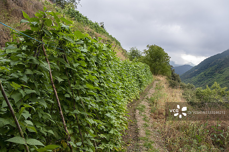 山坡花园里的豆类植物图片素材
