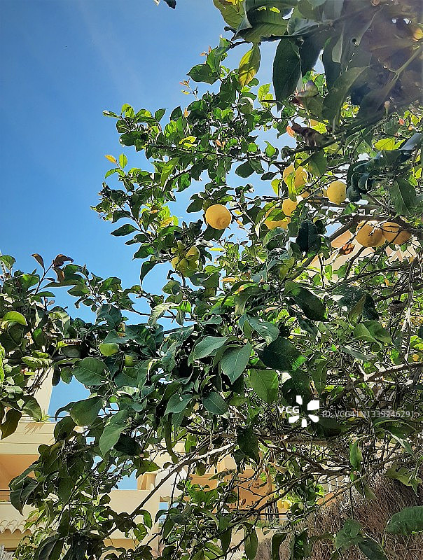蓝天下结满果实的柠檬树图片素材