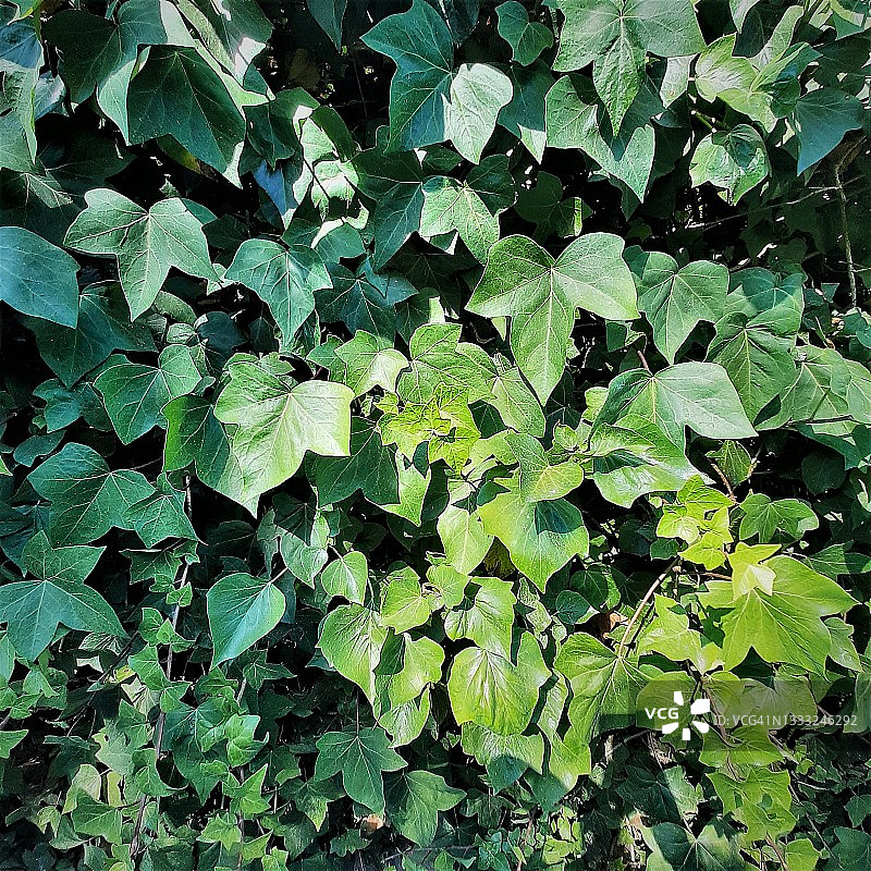 天然树叶背景图片素材