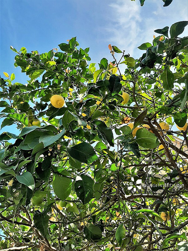 蓝天下结满果实的柠檬树图片素材