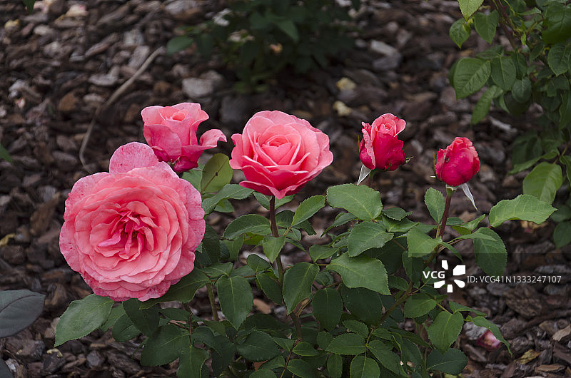 伊莲·佩奇与玫瑰图片素材