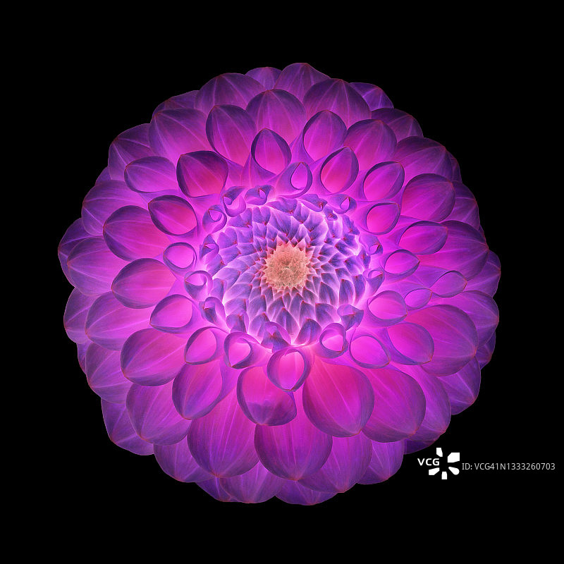 黑色背景上的亮粉色和紫色大丽花图片素材