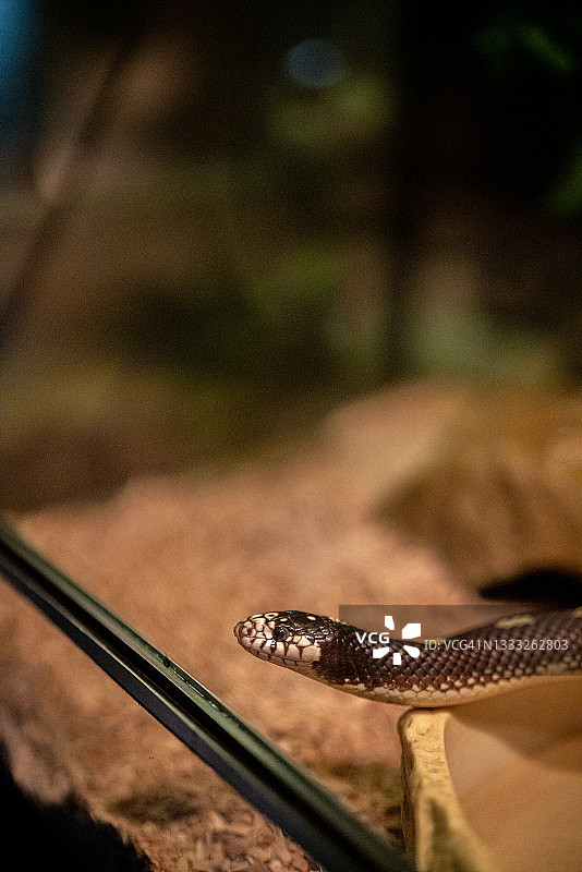 围栏里的蛇图片素材