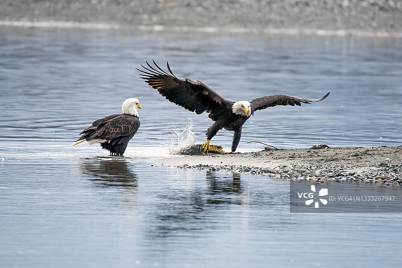 奇尔卡特河上的两只秃鹰，其中一只叼着鱼图片素材