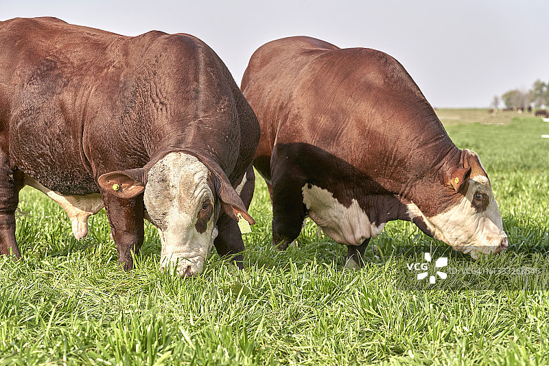 农村地区的布拉福德牛群图片素材