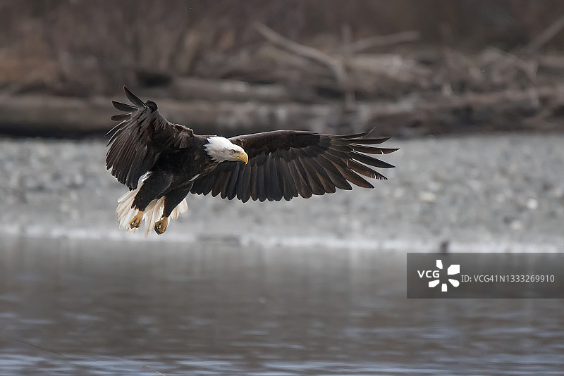 阿拉斯加秃鹰飞翔降落奇尔卡特河图片素材